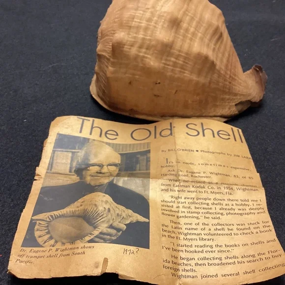 Rare XL Vintage Florida SEA SHELL. HISTORY ARTICLE TOO HELMET SHELL OLD !!! - Picture 1 of 11